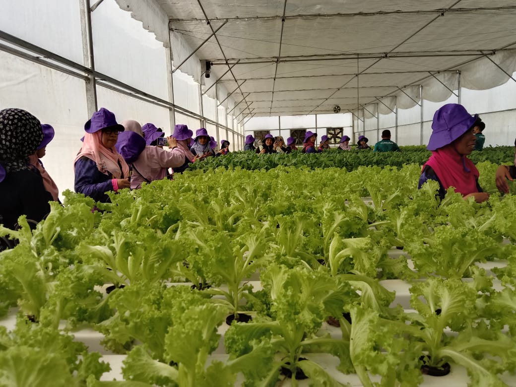 RAWANG FRUIT VALLEY 8 ogos 2023